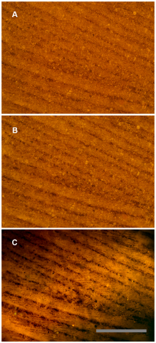 A ~50 million year old bird feather from the Green River Formation